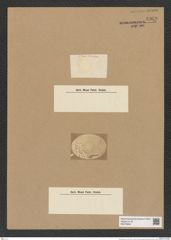 Coscinodiscus sp. (de-Toni-Nr.: Genus 202) Zeichnungen Sammlung Grunow Nr. 8929 (NHMW-BOT-W0378604)